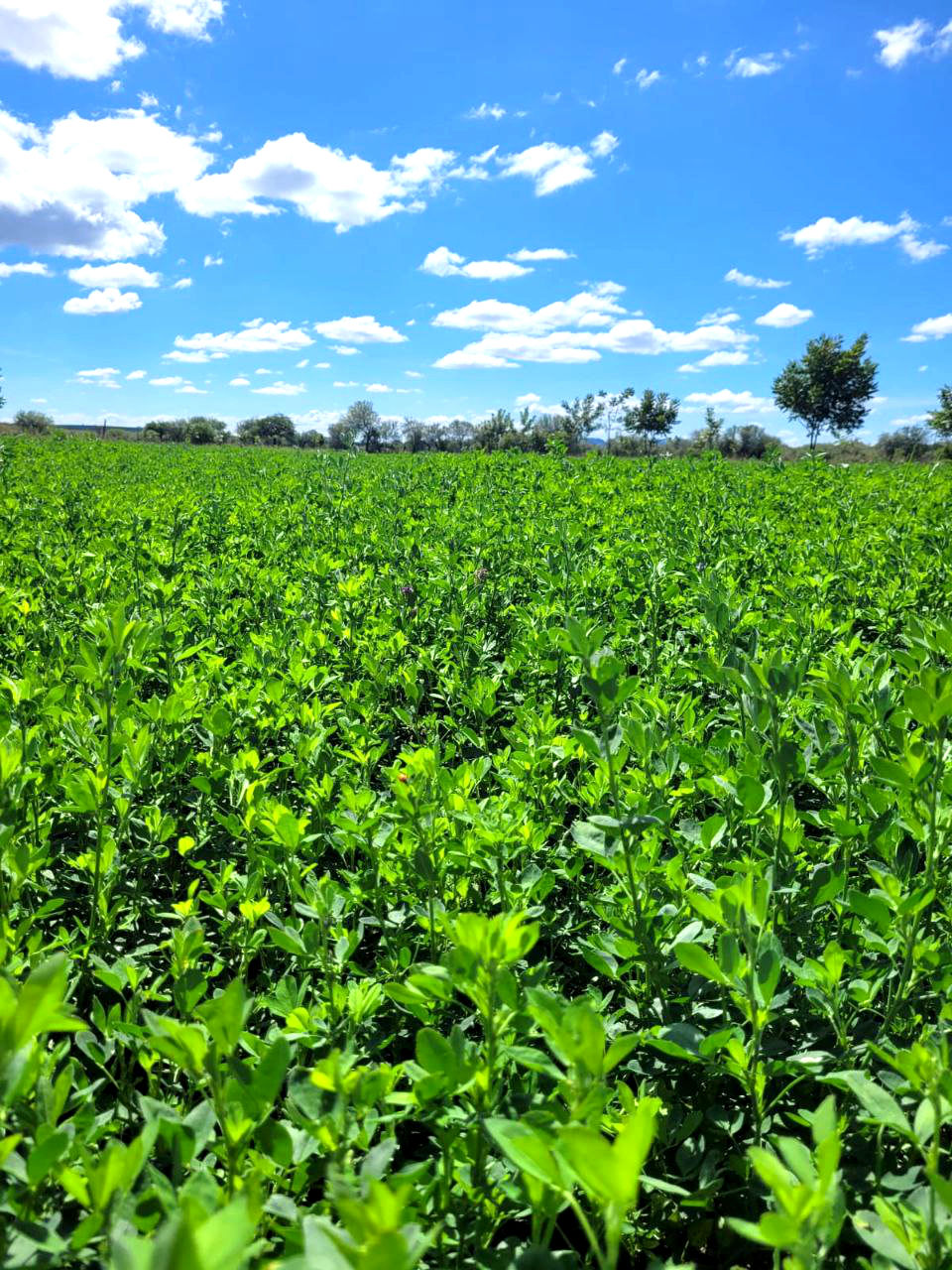 Agrosoluciones Agroquímicos