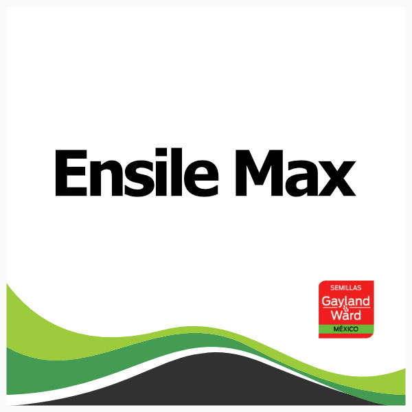 Ensile Max - Gayland Ward 